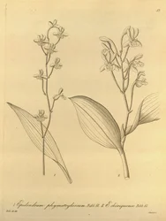 Illustrazione di Prosthechea varicosa (come sin. Epidendrum phymatoglossum ed Epidendrum chiriquense)